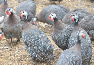 両陛下の昼食にホロホロ鳥 与論町 南海日日新聞