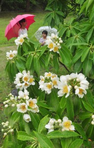 雨露にぬれるイジュの花＝１１日、奄美市の名瀬運動公園