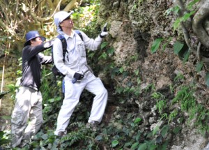 喜界島で隆起サンゴ調査写真２０１４０５３１　丸山