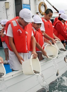 宇検村漁協、マダイ稚魚放流