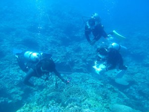 サンゴ礁の健康状態などを調査する参加者＝２１日、与論町茶花沖