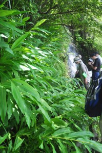 アマミクサアジサイの群生地に繁殖しているハナシュクシャ