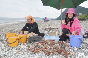 漁が解禁となり、新鮮なウニが水揚げされた＝１日、龍郷町安木屋場