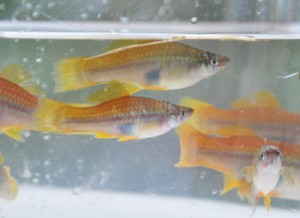 大美川水系で生息が確認された外来熱帯魚のソードテー