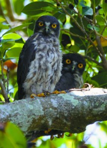 顔を見せたアオバズクの幼鳥＝１９日、知名町瀬利覚