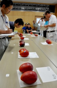 ８点を審査した沖永良部島マンゴー品評会＝２５日、知名町商工会館会議室