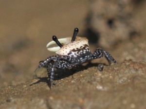 シモフリシオマネキの成体とみられる雄＝奄美大島