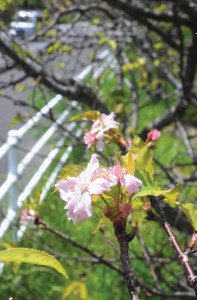 季節外れの桜開花１４０９０４向