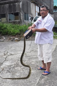 捕獲された体長１㍍７０㌢のハブ