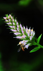 秋の森に清そな花／リュウキュウスズカケ