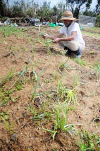 ２週連続の台風で収穫前のネギやダイコンなどの野菜が被害を受けた畑＝１４日、奄美市名瀬西仲勝