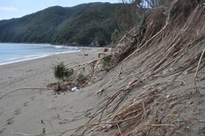 浸食で砂浜に崩れ落ちたアダン＝１６日、瀬戸内町の嘉徳海岸