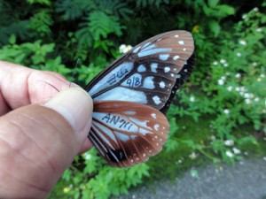 石川県から１０００㌔以上を旅して喜界島に飛来したアサギマダラ（福島誠さん提供）