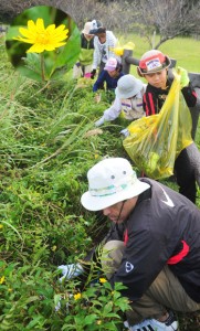 自然保護体験会で外来植物アメリカハマグルマ（円内は花）の除去作業を行う瀬戸内町民ら＝１９日、同町高知山展望台駐車場近く