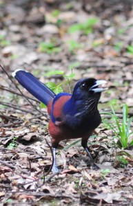 落下したどんぐりをくわえるルリカケス（上）とスダジイのうろをすみかにするアマミイシカワガエル＝龍郷町の奄美自然観察の森