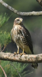 奄美に飛来した旅鳥のサシバ＝２日、奄美市内