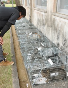 猫の不妊手術事業で集落などで捕獲された野良猫＝１７日、伊仙町