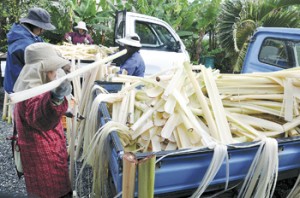 沖永良部芭蕉布工房長谷川で始まったウーハギ作業＝１５日、知名町下城