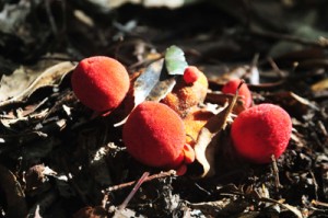 湯湾岳林／ユワンツチトリモチ開花 