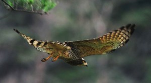 餌を見つけ、木の枝から低空飛行するサシバ