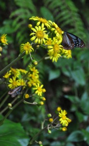 ツワブキの花とチョウ