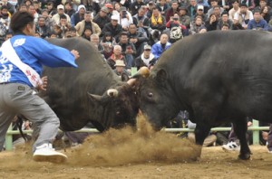 白熱した取組に沸いた全島一決定戦（右が新チャンピオンの牛若丸牧山號）＝３日、天城町