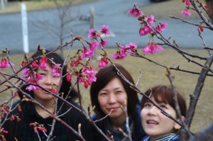 開花宣言されたヒカンザクラ＝８日、龍郷町の長雲峠