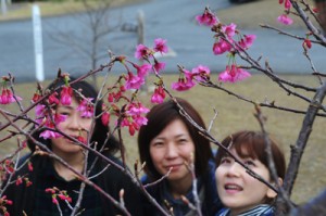 開花宣言されたヒカンザクラ＝８日、龍郷町の長雲峠