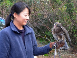 伊藤さんの元から野生復帰を目指して飛び立ったサシバ＝１５日、龍郷町