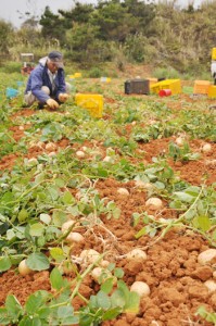 高値回復に期待が高まる「春一番」の収穫作業＝２７日、徳之島町