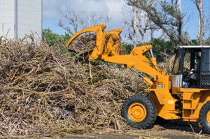 製糖が始まり、続々と運び込まれるサトウキビ＝１５日、与論町の与論島製糖