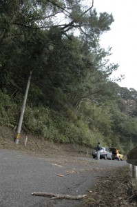 枯れ松の倒木があった現場。大部分は道路上の他の木の枝に残っている＝２２日午後２時ごろ、奄美市名瀬