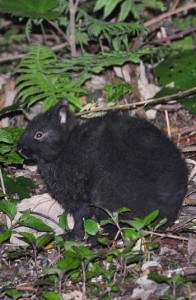 環境省が保護増殖事業１０カ年実施計画を定めたアマミノクロウサギ