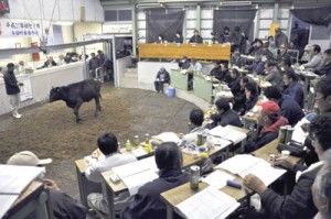 高値水準での取引が続いた子牛初競り＝１２日、与論町家畜市場