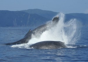 奄美大島近海に来遊したザトウクジラ＝７日、奄美市名瀬小湊沖
