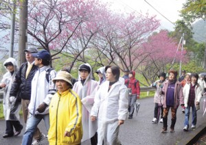 ヒカンザクラが咲く景観などを楽しみながらゴールを目指した参加者たち＝８日、奄美市住用町川内