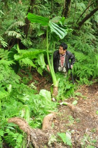 無残に押し倒された金作原原生林のクワズイモ＝２日、奄美市名瀬