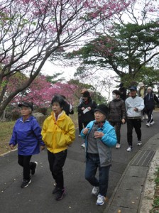 桜の花を楽しみながら思い思いのペースで歩いた参加者ら＝１日、徳之島町