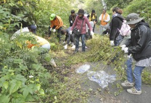 要注意外来生物のアメリカハマグルマの駆除作業を行う参加者＝１４日、徳之島町