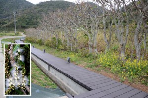 与路島のサガリバナ並木に整備された遊歩道＝瀬戸内町、サガリバナの花＝与路島で２００６年７月撮影（枠内）