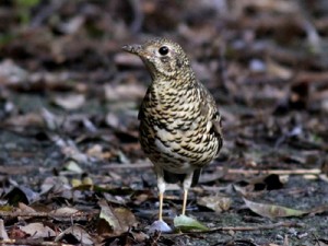 天然記念物オオトラツグミ（奄美野鳥の会提供）