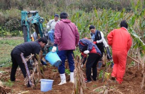 約２０人が参加したバショウの増殖作業＝２月２８日、知名町下城