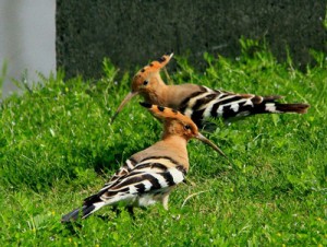 沖永良部暮らしを楽しんでいるヤツガシラ（前利さん撮影）＝２日、知名町知名