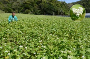 見頃を迎えたソバ農園（円内はソバの花）。川島さん（写真）は「新しい観光スポットになれば」と話す＝２４日、瀬戸内町勢里