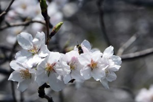 好天に恵まれ、開花が進むソメイヨシノ＝３１日、宇検村湯湾岳入り口