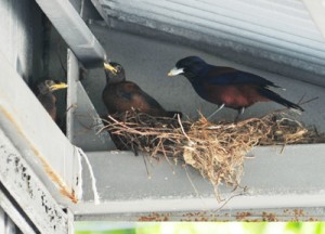 工場の軒下で子育てしているルリカケスの親鳥（右）とひな＝１７日、龍郷町中勝