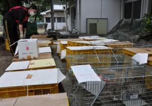 猫の不妊手術事業で捕獲された野良猫＝１７日、徳之島町