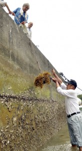 ホンダワラが付着したブロックを引き上げるすみよう漁業集落の関係者＝６日、奄美市住用町戸玉