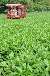 一番茶の収穫が始まった「べにふうき」の茶＝２１日、天城町