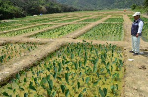 屋仁集落に広がるタイモの水田。碁盤の目のような区画が整然と並ぶ＝１６日、奄美市笠利町